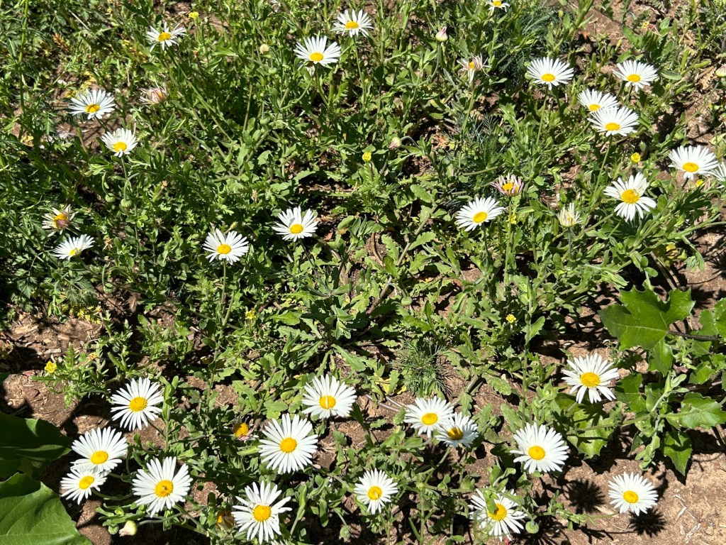 Identifying A Few More Volunteer&nbsp;Plants