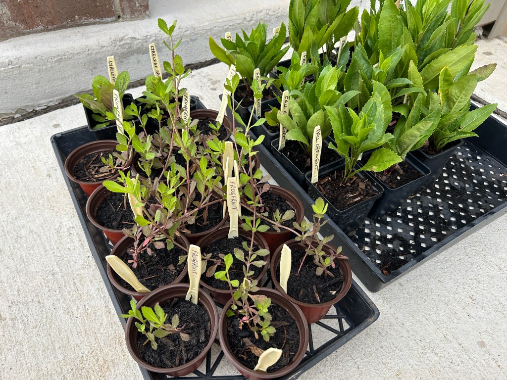 Native Plant Sale