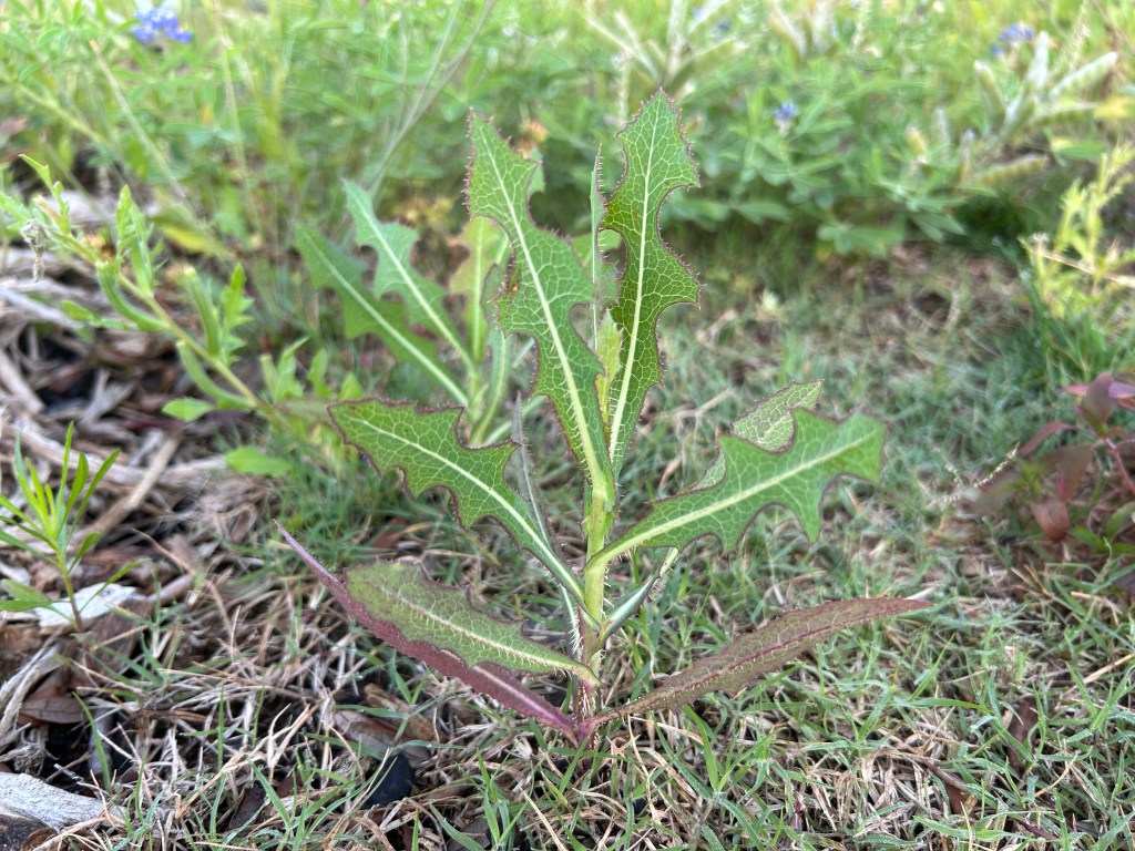 Prickly Lettuce