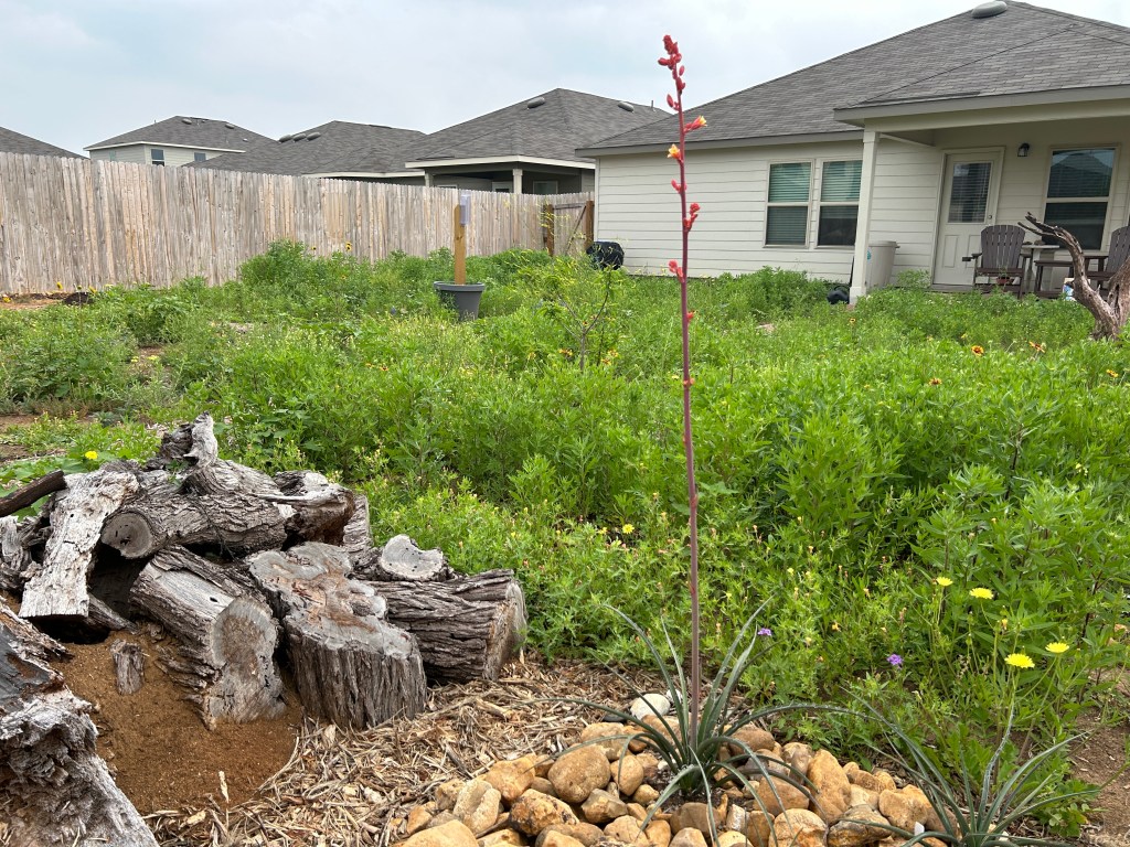 Red Yucca Bloom Is Beginning To&nbsp;Open