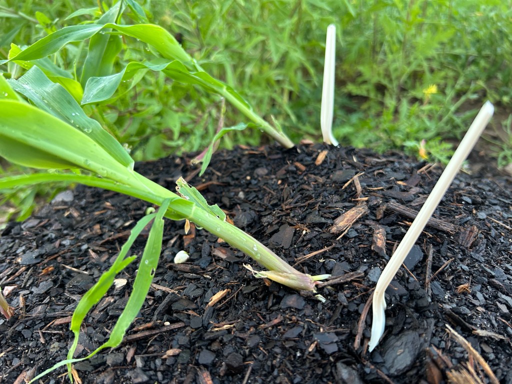 Storm Damage To The Three Sisters&nbsp;Garden