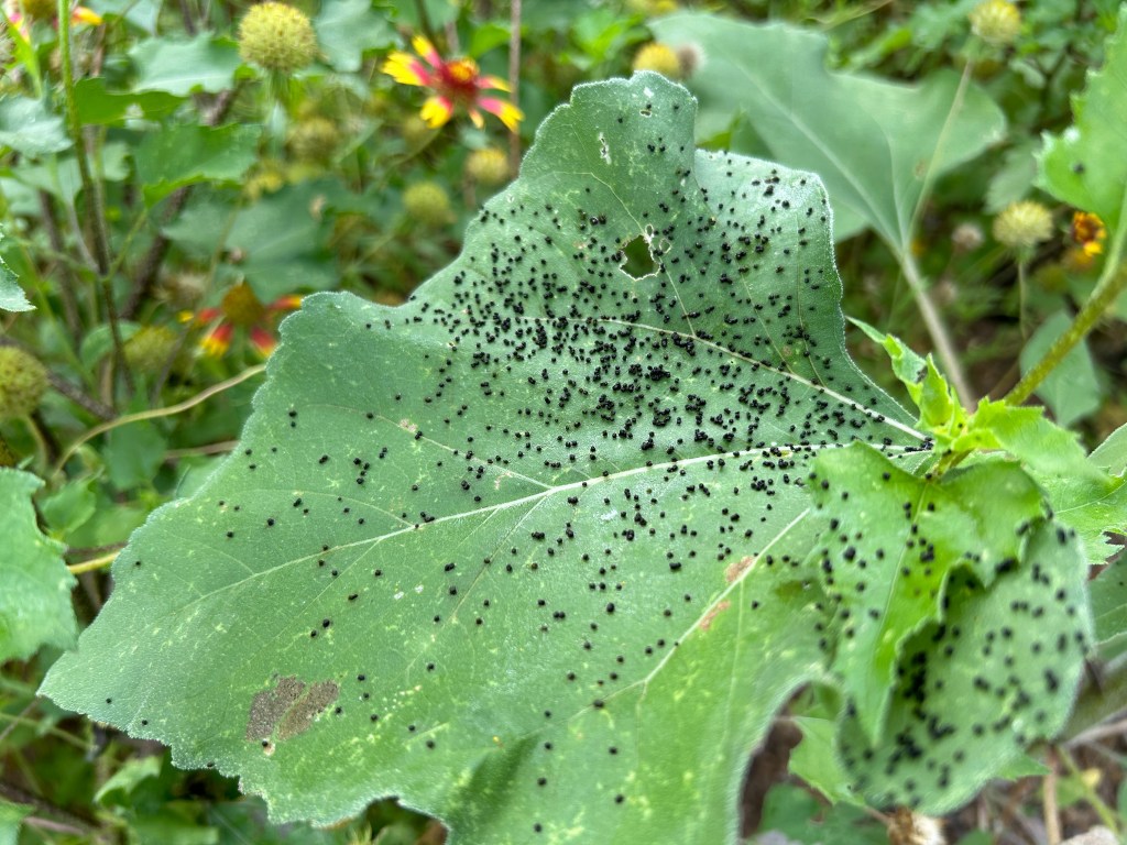 Insect Poop Is Called&nbsp;Frass