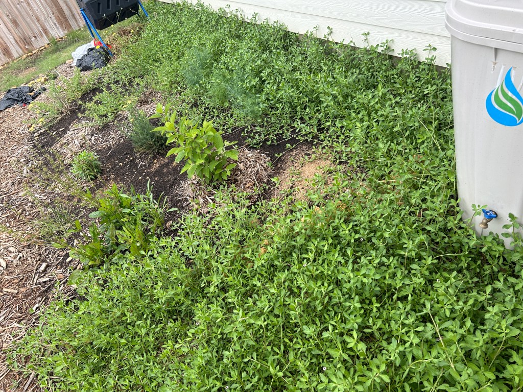 Frogfruit: Trim &&nbsp;Plug