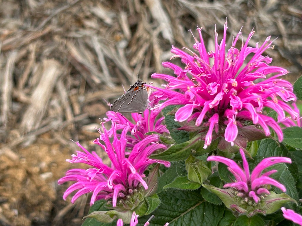 Hairstreak On A Beebalm