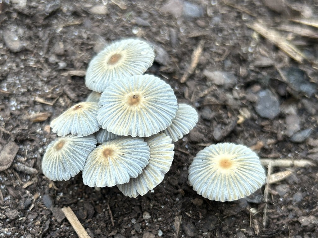 Mushrooms!