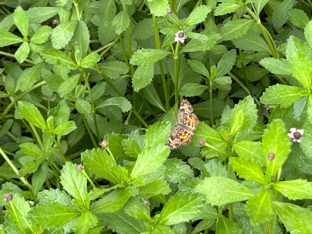 Phaon Crescent And&nbsp;Frogfuit