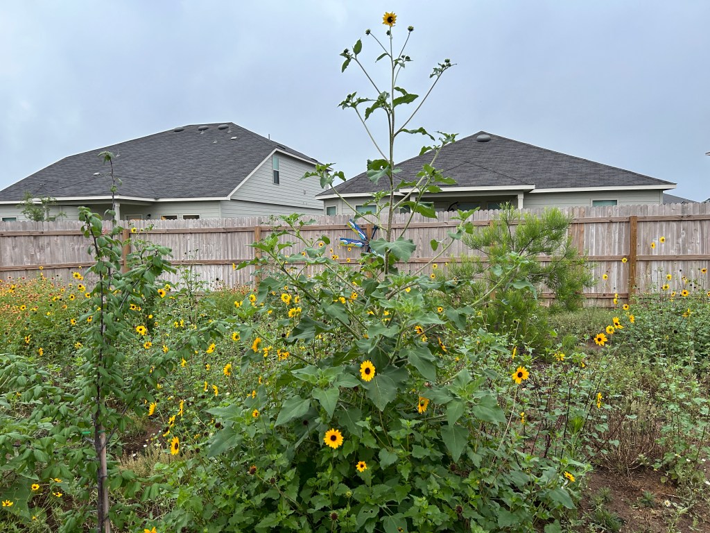 The Tallest Plant In The Garden Is Not A&nbsp;Tree