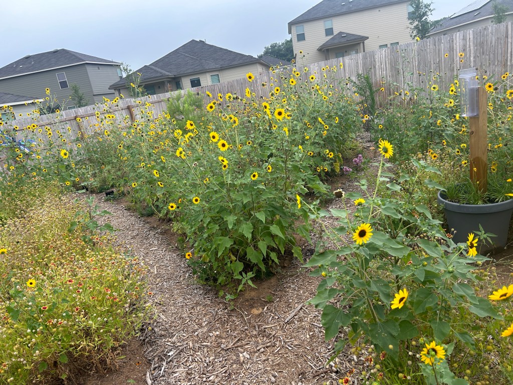 Clearing This Year’s Bumper Crop Of&nbsp;Sunflowers