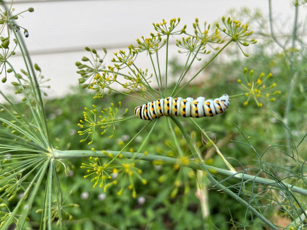 Older Black Swallowtail&nbsp;Caterpillars