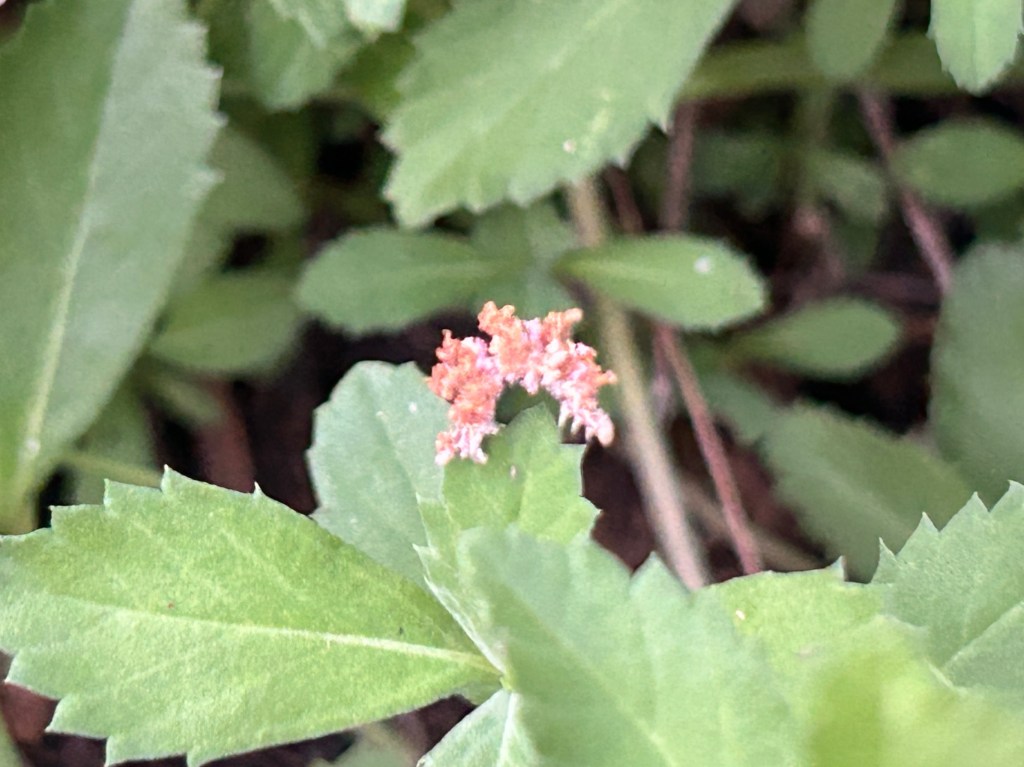 A Caterpillar In&nbsp;Disguise