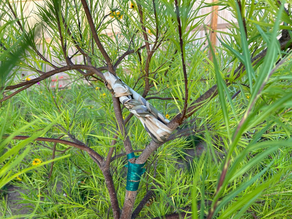 How Is The Damaged Desert Willow Tree&nbsp;Doing?