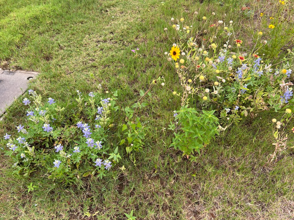 Tidying Up The Native Flower&nbsp;Meadow