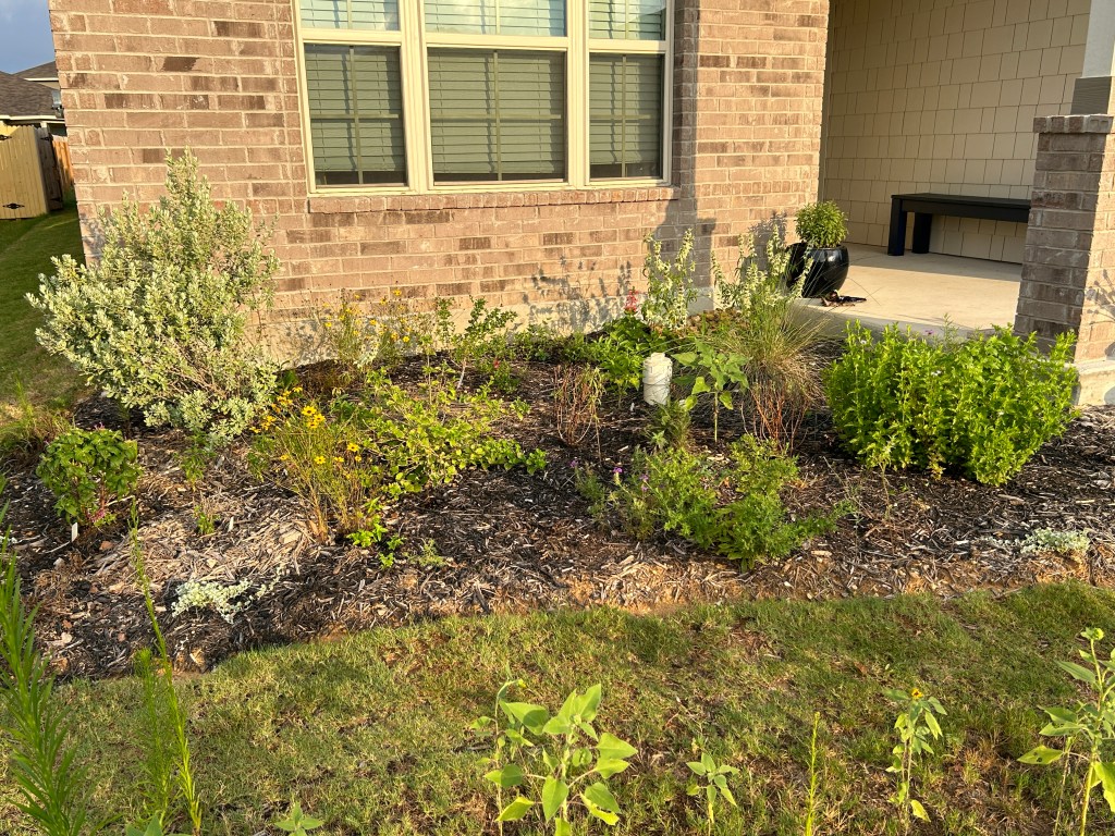 June Pruning Advice For Native&nbsp;Plants