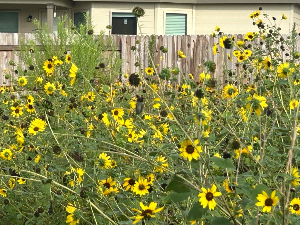 Hummingbirds At Rest