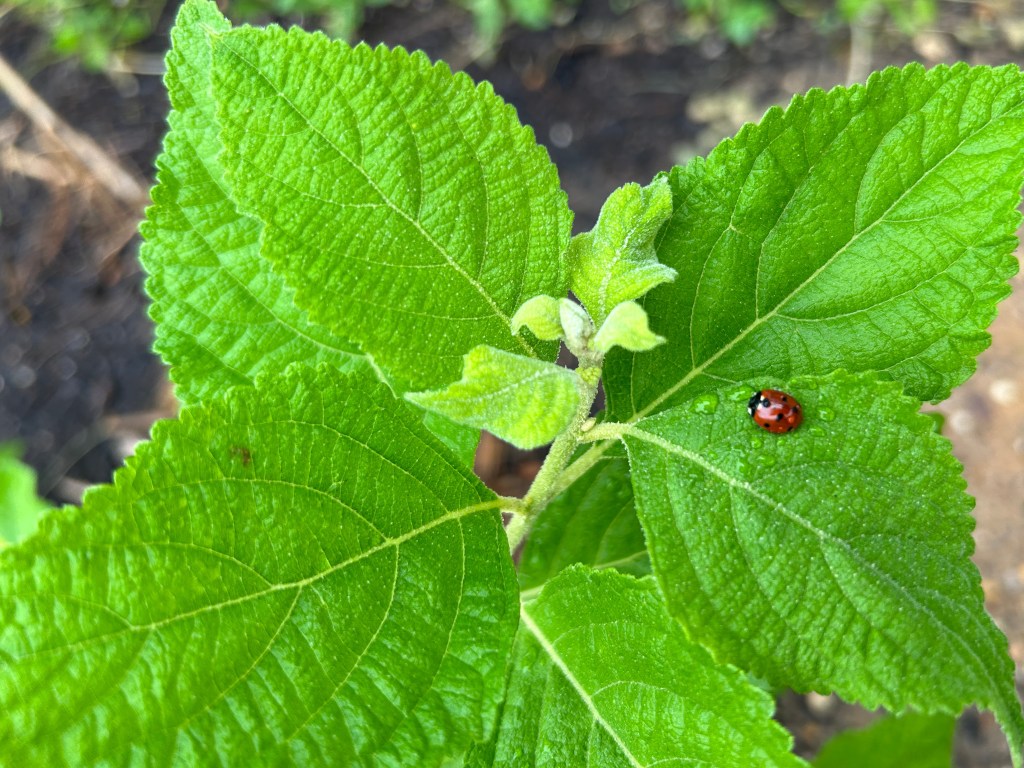 Lady Beetles After&nbsp;Rain
