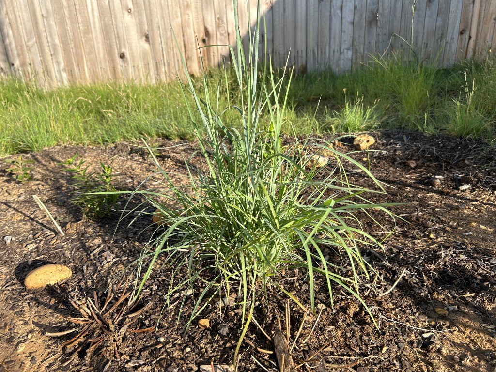 Little Bluestem Progress