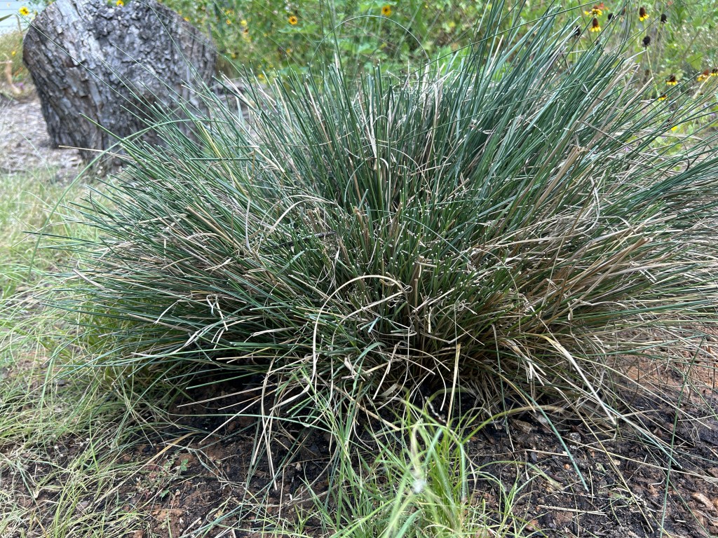 A New Gulf Muhly Has Joined The&nbsp;Tribe