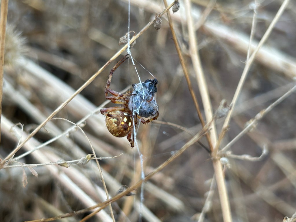 A Spider And Its&nbsp;Breakfast