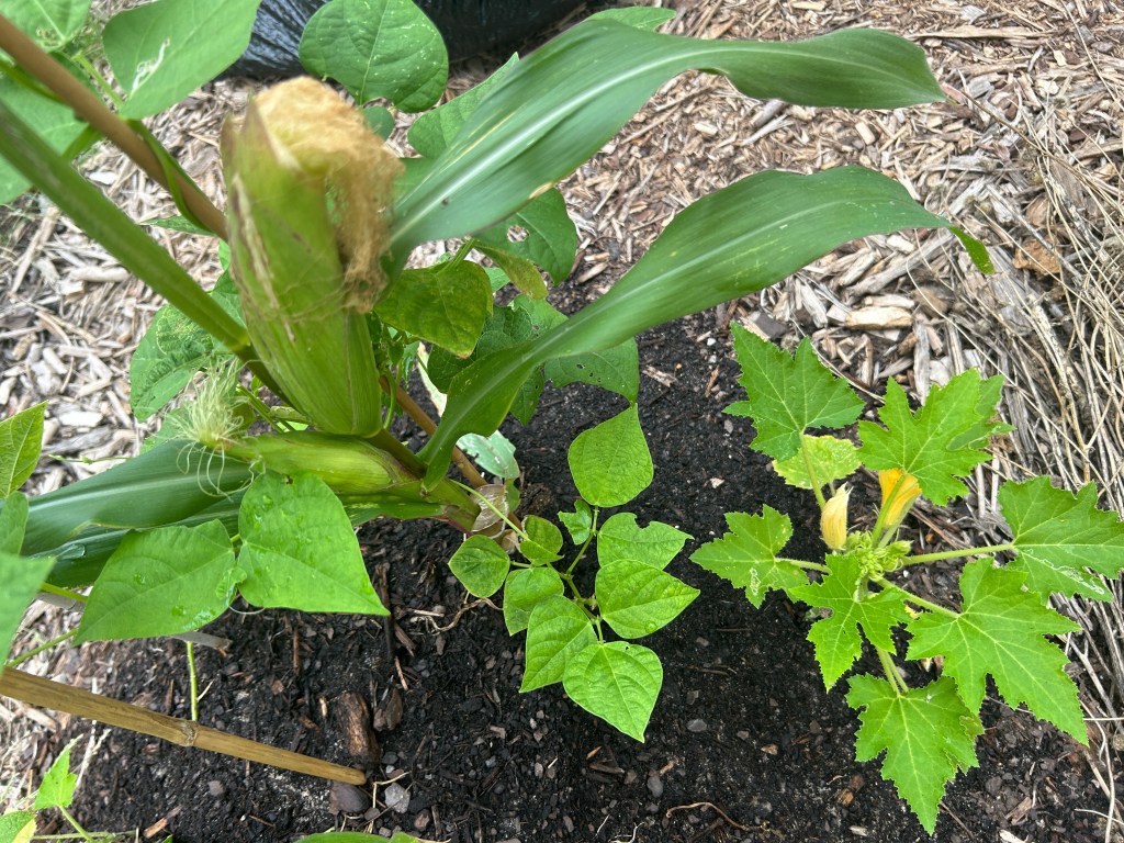 Three Sisters Garden&nbsp;Update