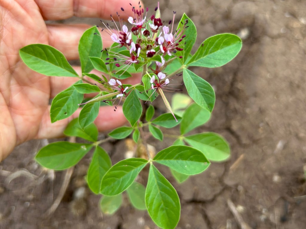 Redwhisker Clammyweed