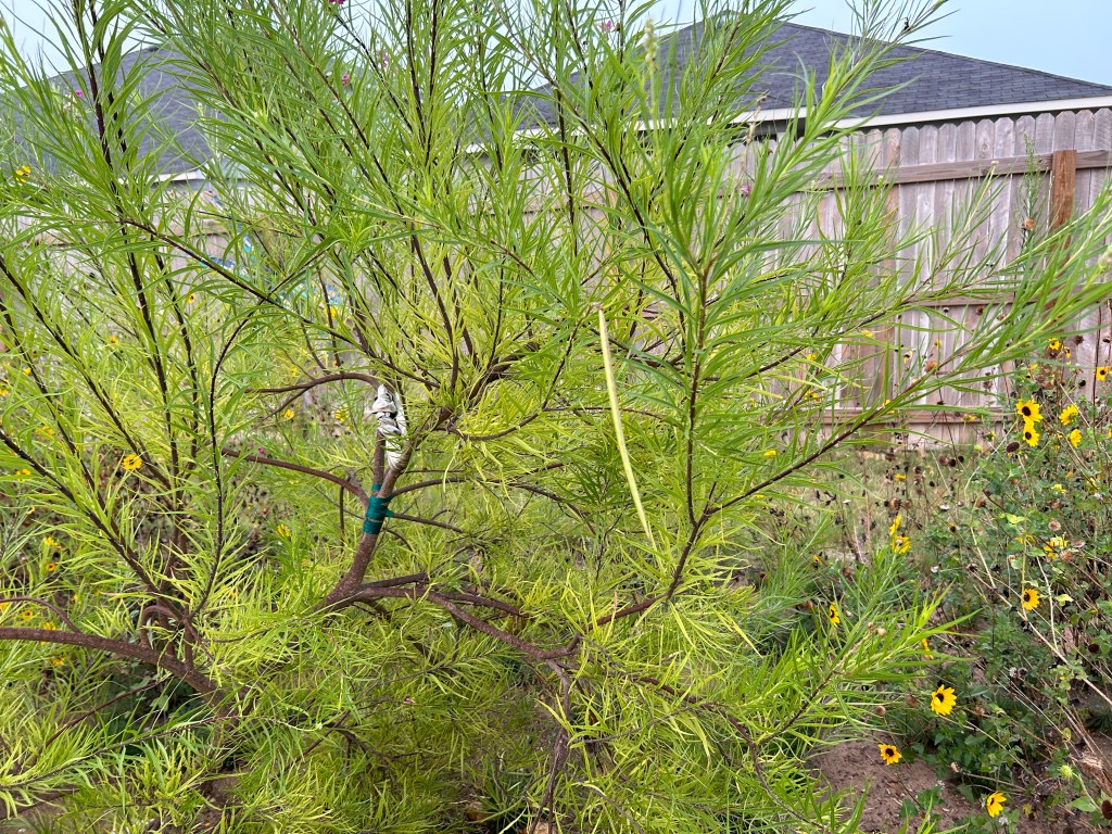 Desert Willow Has A Seed&nbsp;Pod