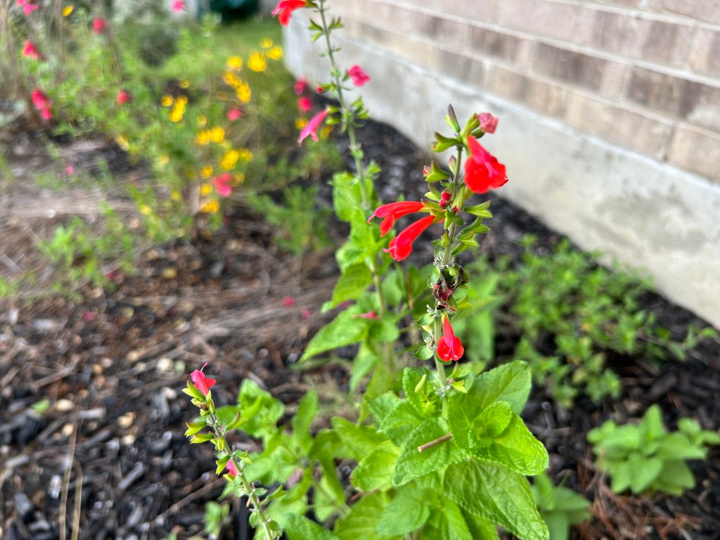 Tidying Up The Pollinator&nbsp;Garden
