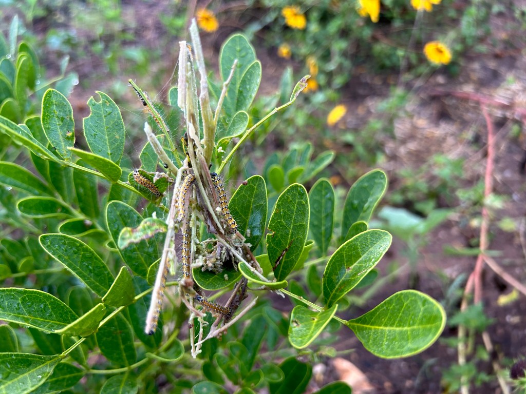 Ten Days Absent, And Caterpillars Had A&nbsp;Feast