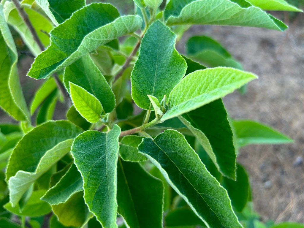 Mexican Olive Recovery From New Growing&nbsp;Points