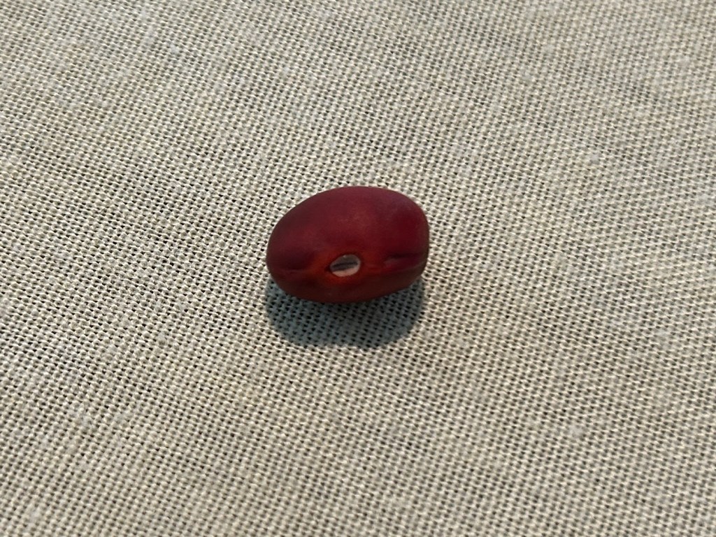 Germinating Texas Mountain Laurel Seeds