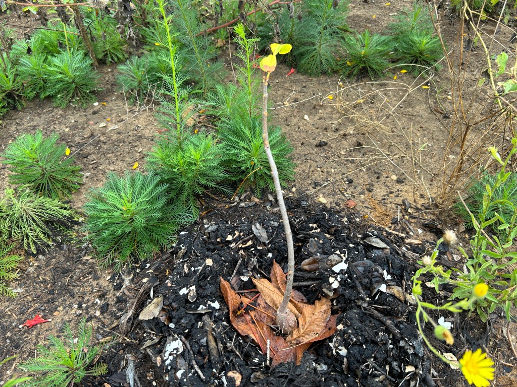 Hopeful For My (Almost) Leafless Red&nbsp;Buckeye