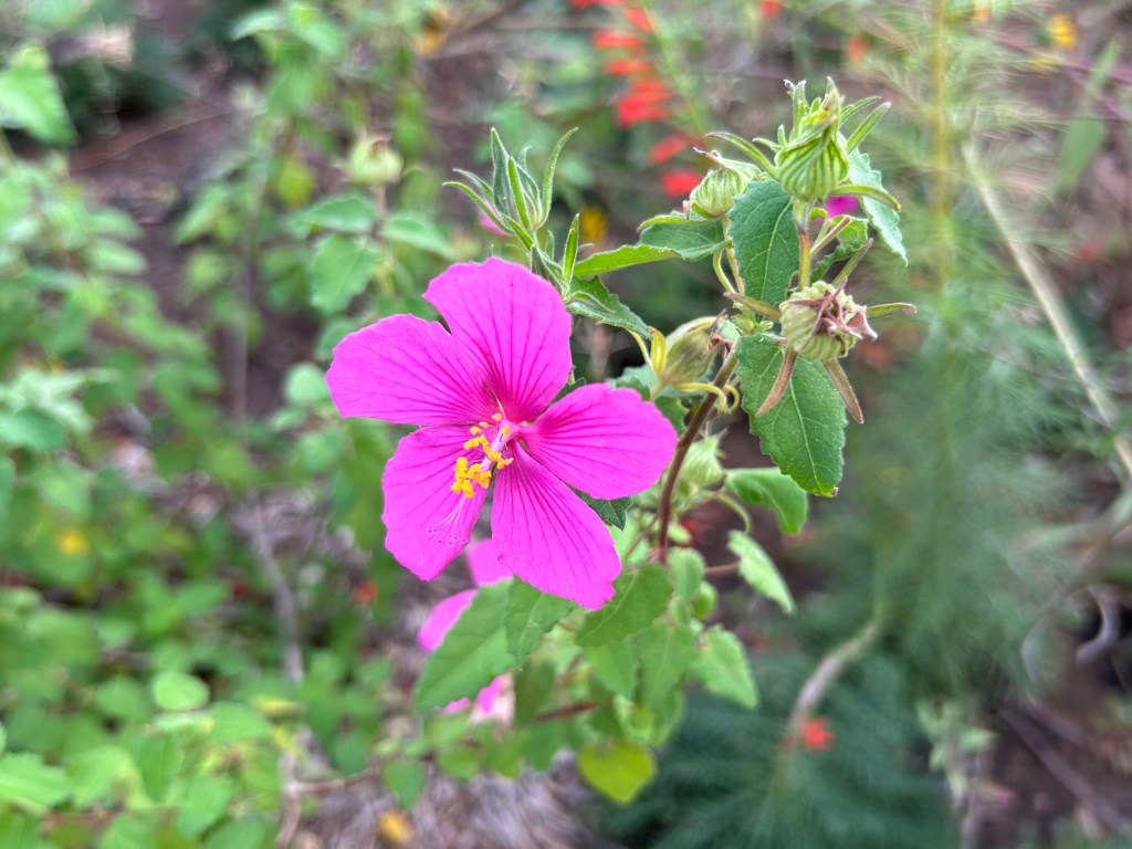 Rock Rose Hidden But Doing&nbsp;Well