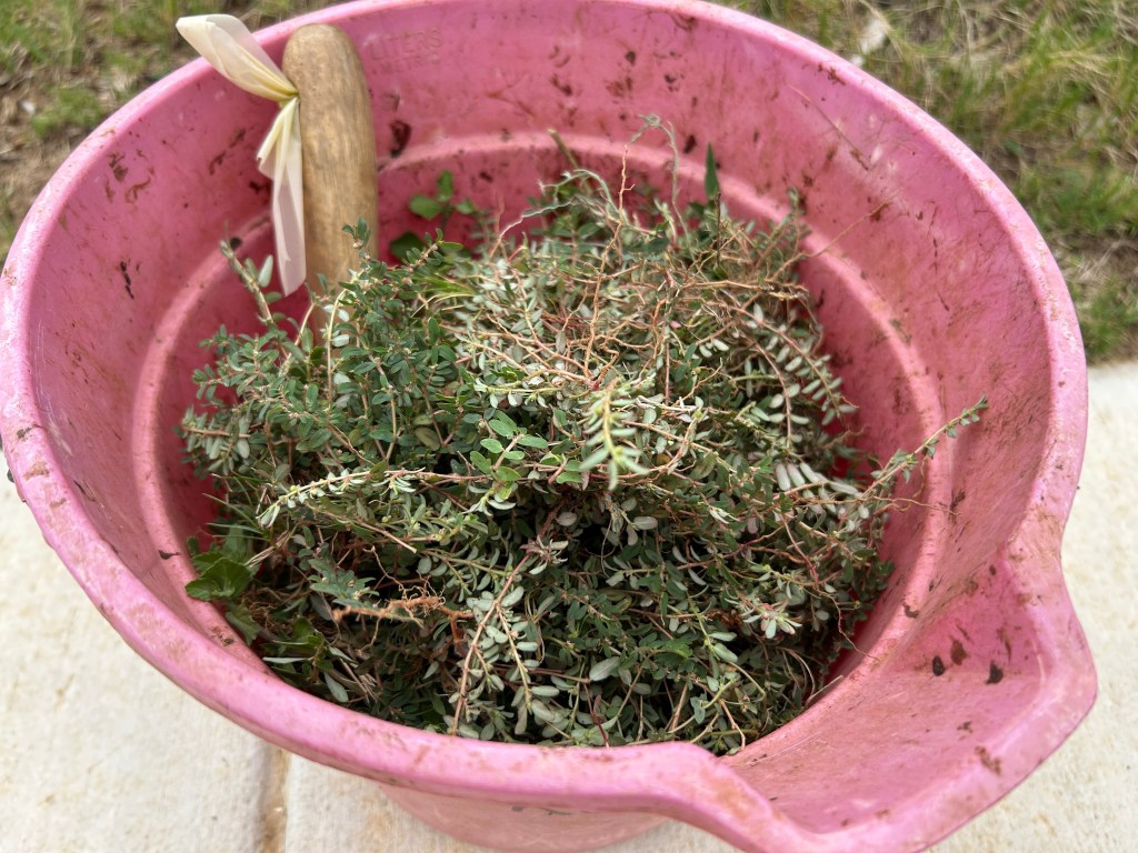 Trying Not To Repeat Last Year’s Spurge&nbsp;Mistake