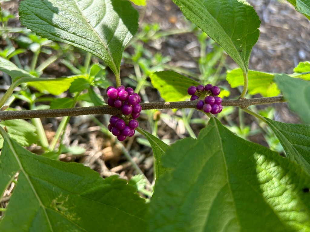 American Beautyberry Is Living Up To Its&nbsp;Name