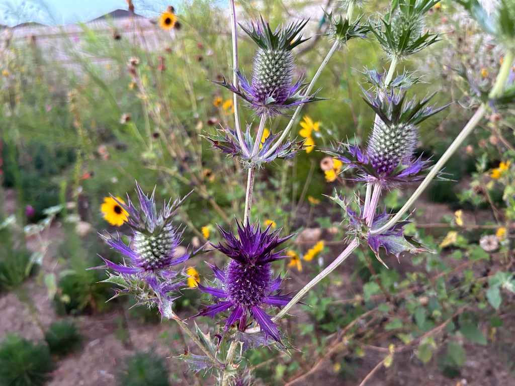 Leavenworth’s Eryngo