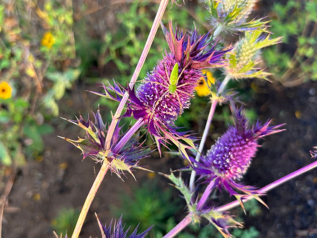 A Nice Color&nbsp;Contrast