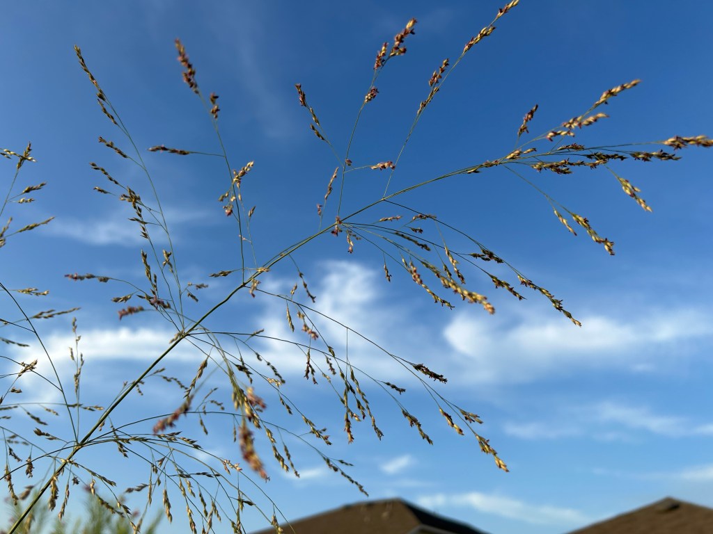 Tall Grass Is Not What I Thought It&nbsp;Was