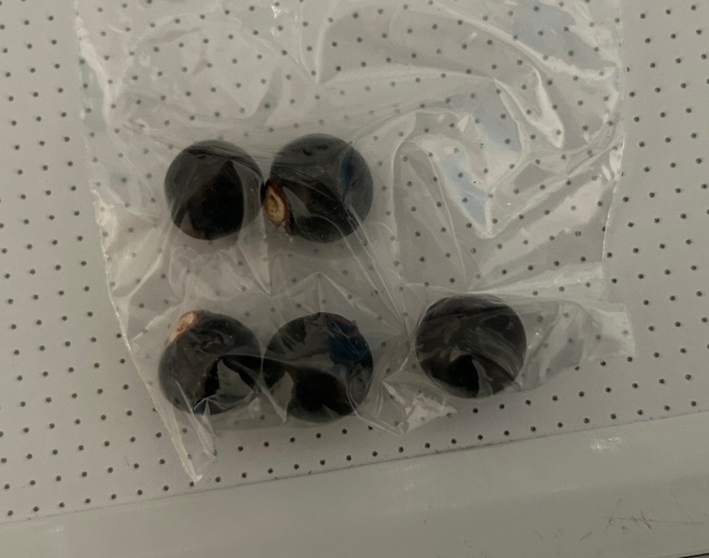 Mexican Buckeye Propagation