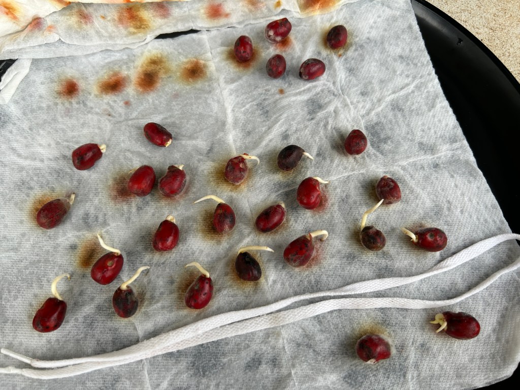 Texas Mountain Laurel Seed Potting