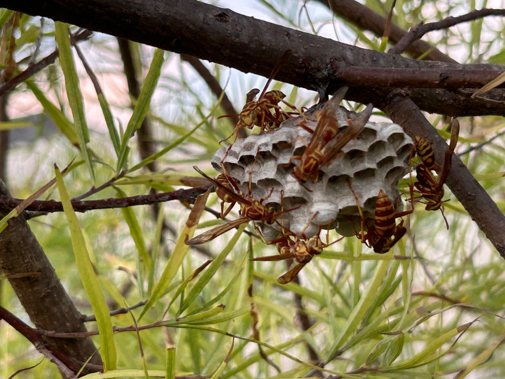 Paper Wasps