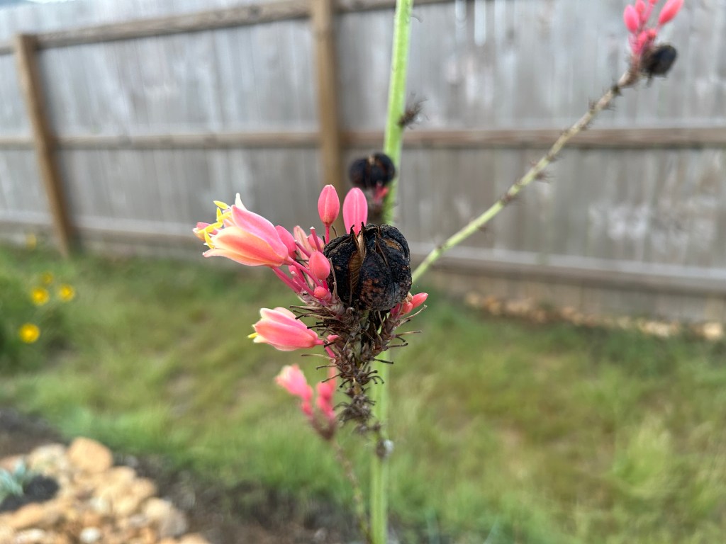 Red Yucca Seed Pods Are Rattling&nbsp;Now