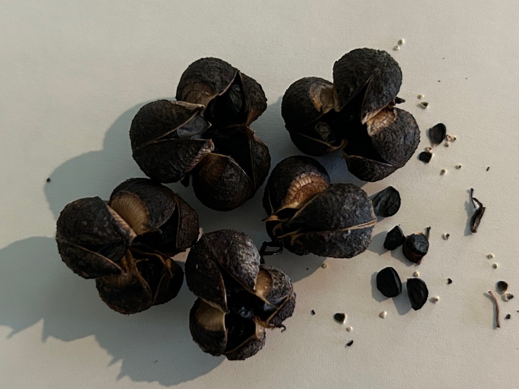 Red Yucca Seeds Are Stacked Like&nbsp;Pringles