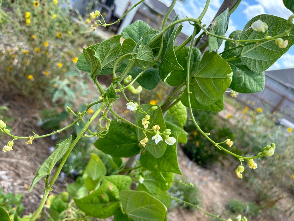 Three Sisters Status, And A Decision