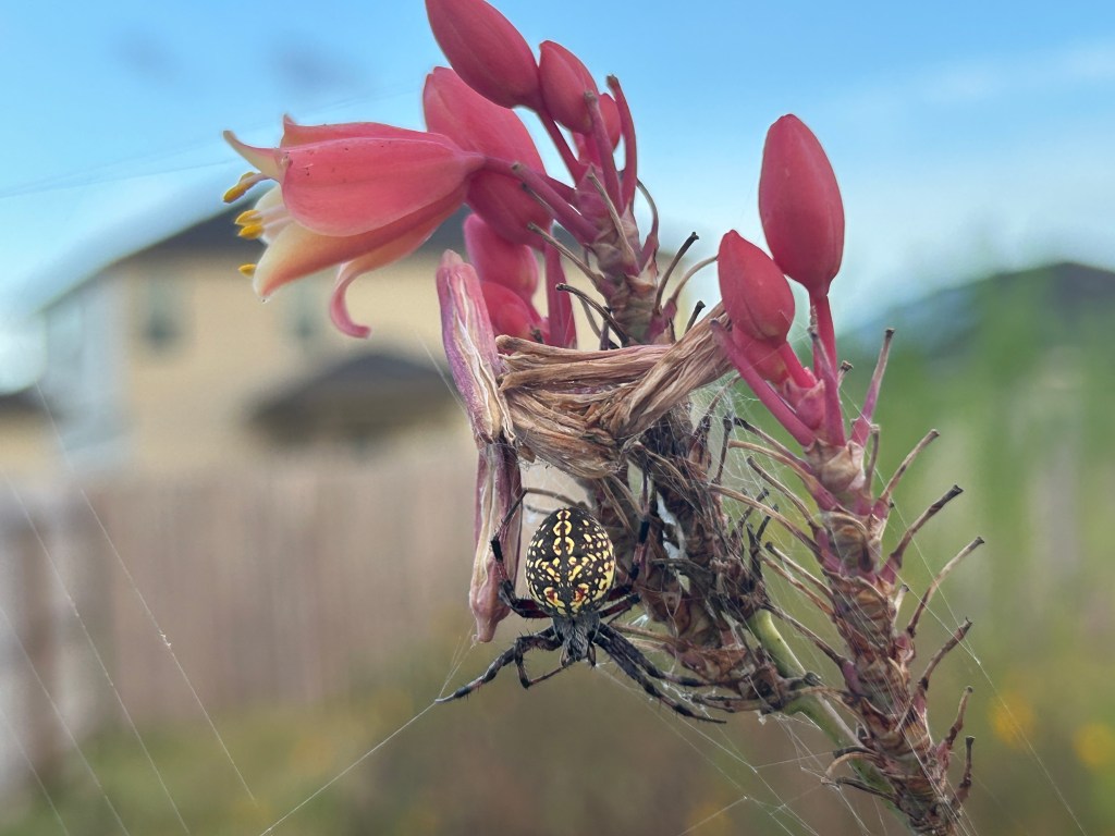 Walking Around A Spider&nbsp;Web