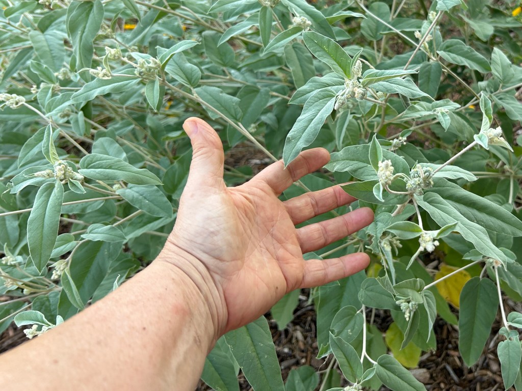 Woolly Croton, And Some Local&nbsp;History