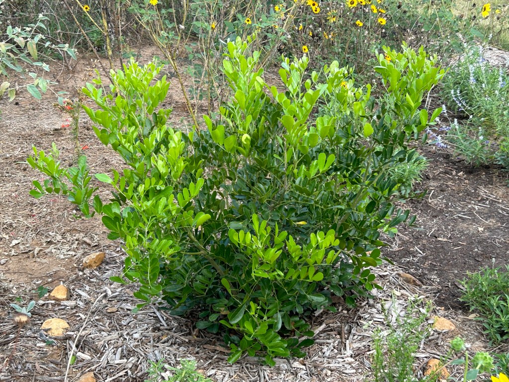 Texas Mountain Laurel&nbsp;Progress