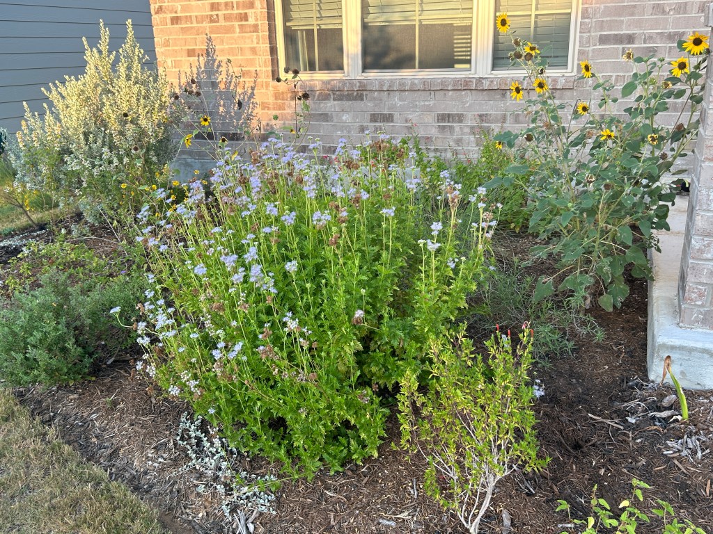 What The Garden Did While I Was&nbsp;Away