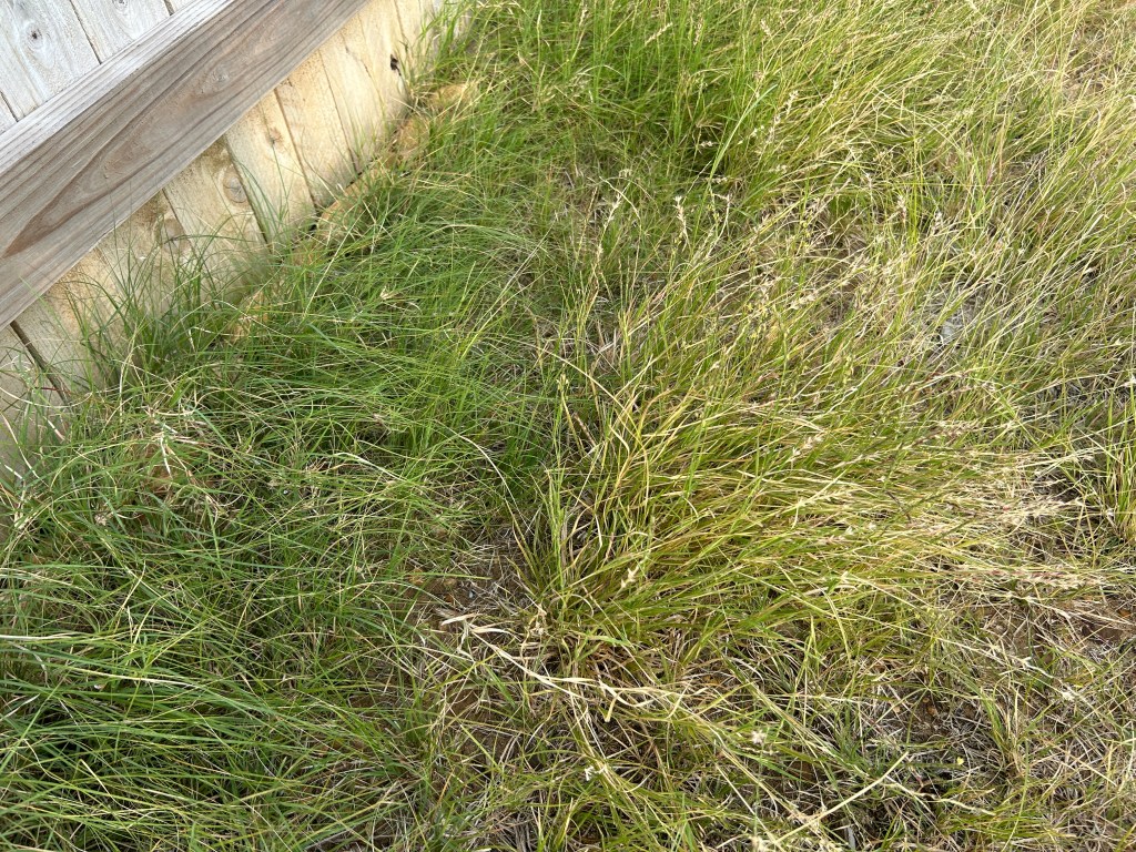 Late Summer Mowing Of The Thunder&nbsp;Turf