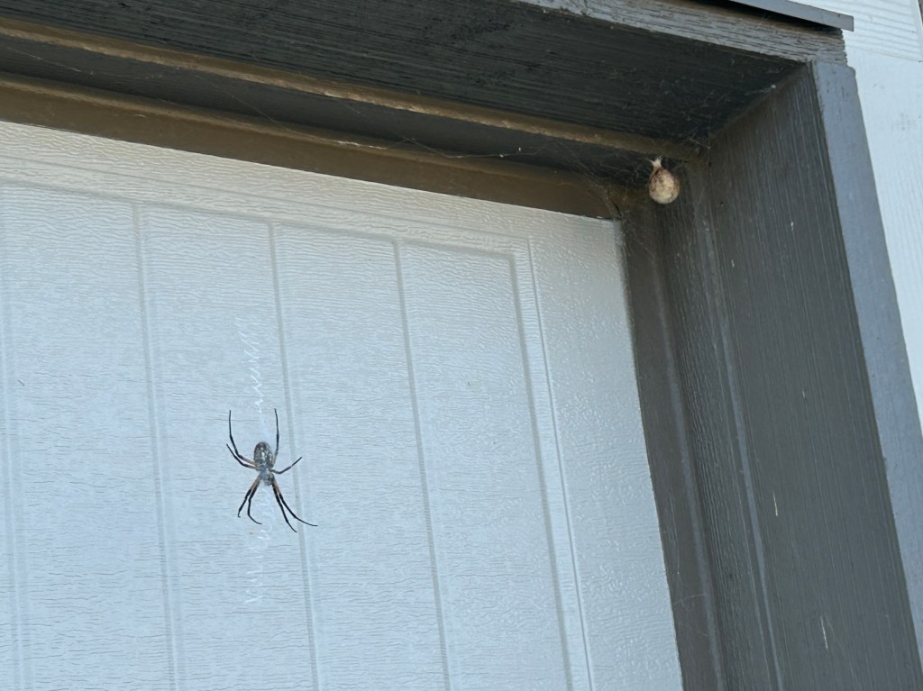 Giant Spider Has Made An Egg Sac