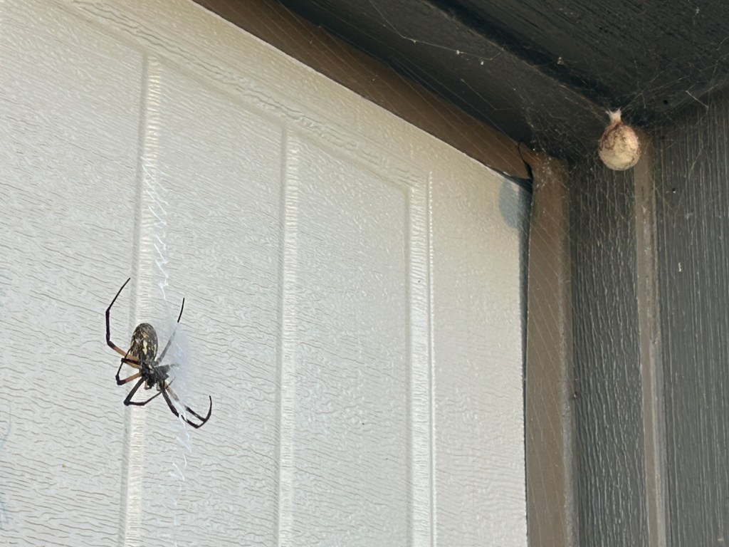 What Happened To The Spider Egg Sacs?