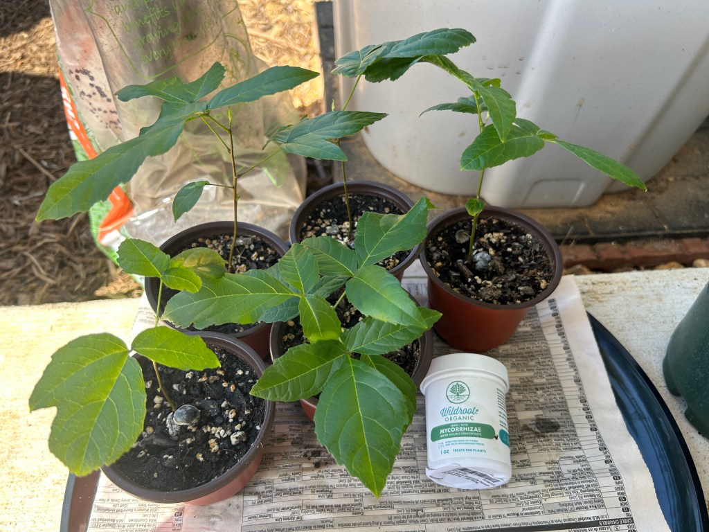 Mexican Buckeye Pot&nbsp;Expansions